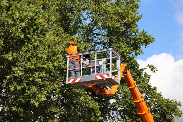 How Our Tree Care Process Works  in  Machesney Park, IL