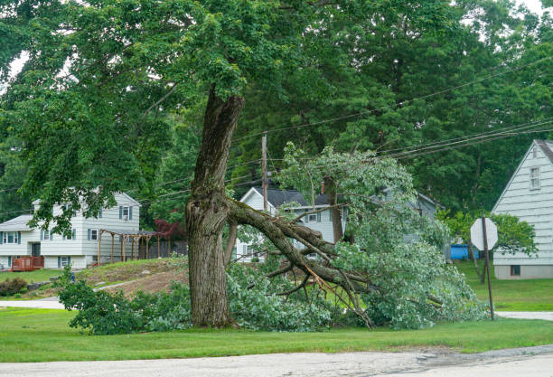 Best Tree Cabling and Bracing  in Machesney Park, IL