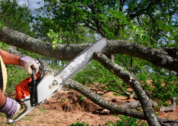 Trusted Machesney Park, IL Tree Services Experts